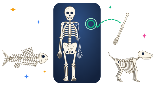 Build a Skeleton