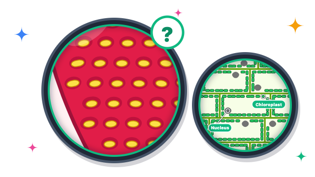 Microscope Mystery
