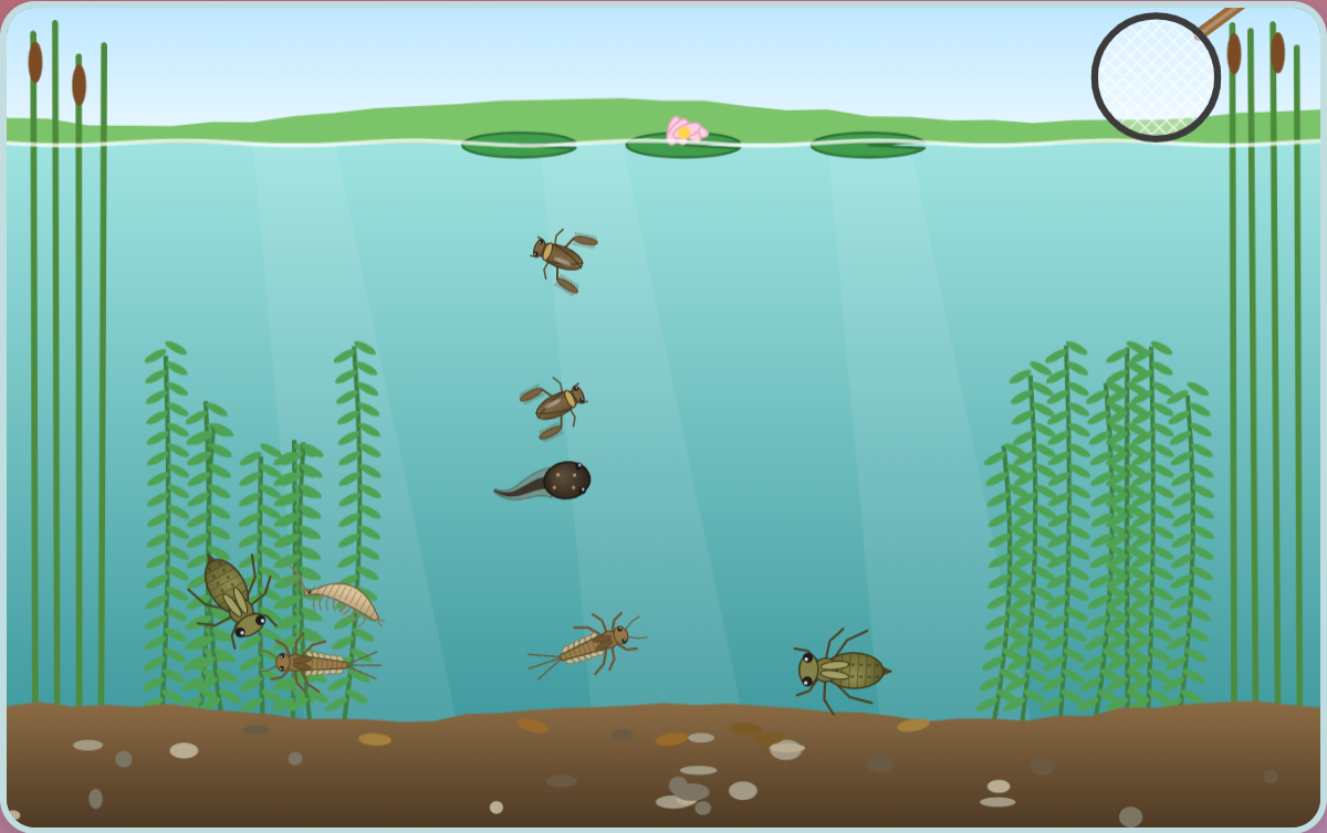 the pond at the Tweens level, with water boatmen, a tadpole, a shrimp and nymphs swimming above the muddy bottom