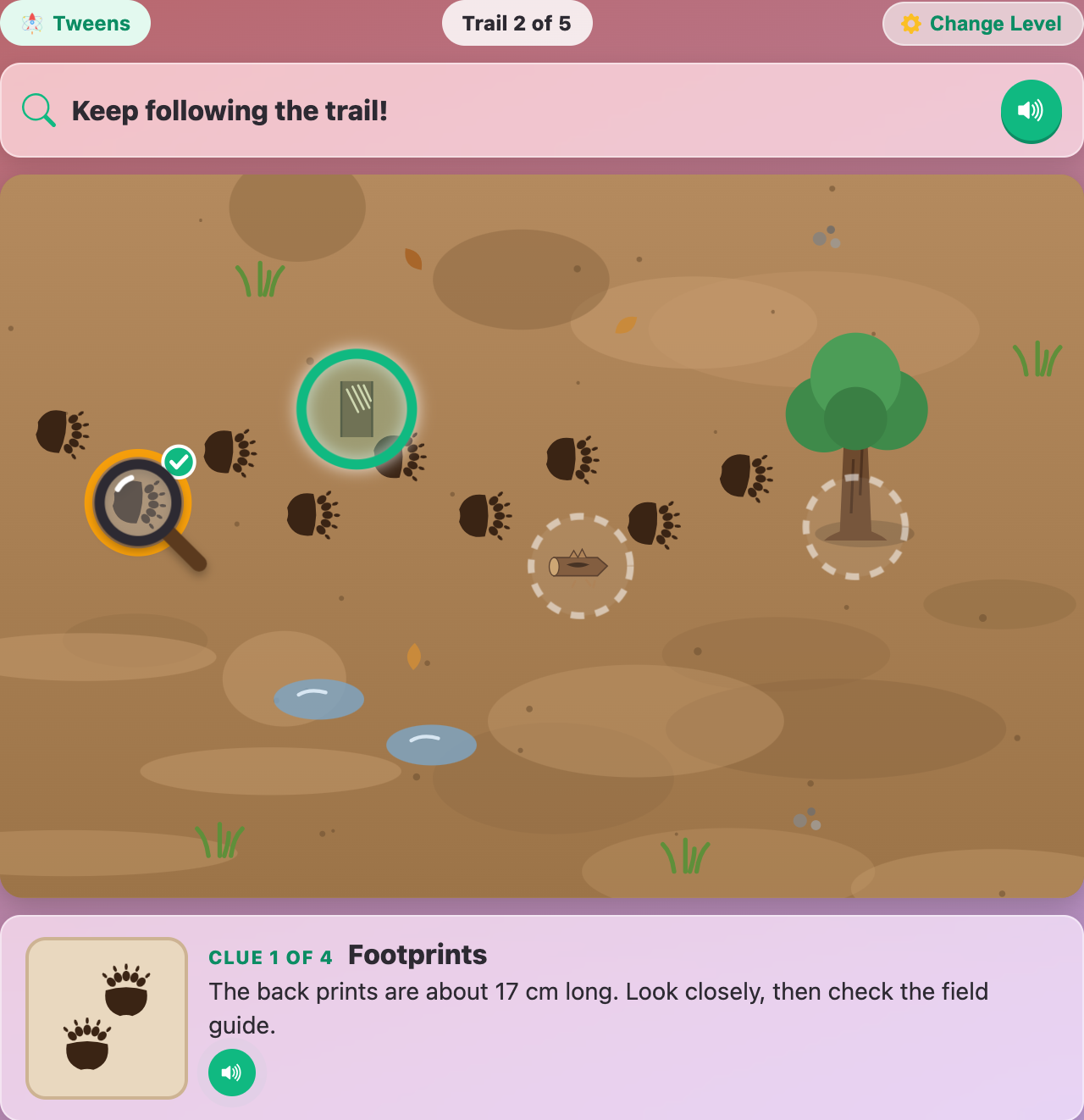 a black bear trail across the mud in Animal Tracks Detective for tweens, with the footprint card giving the size in centimeters