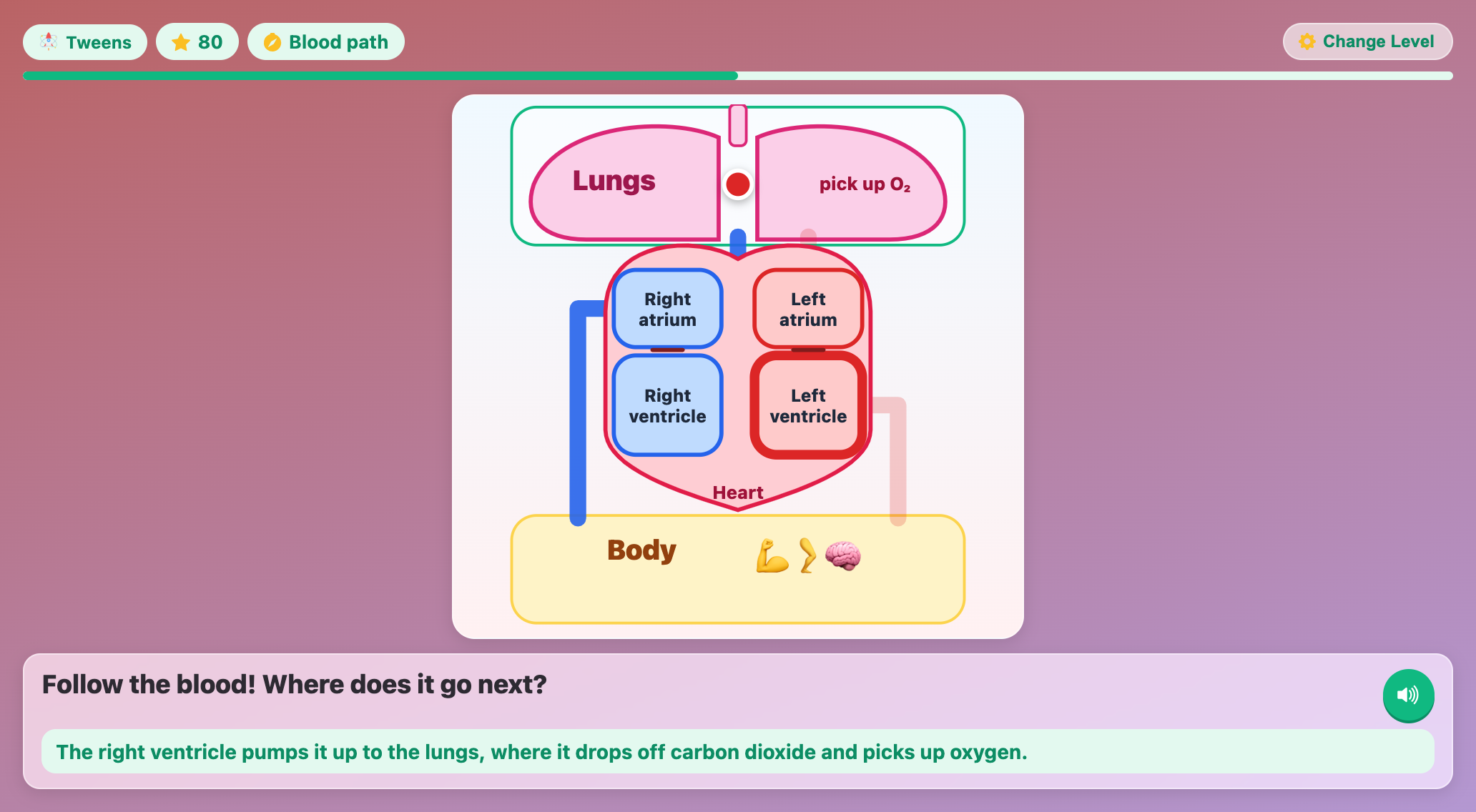 the blood path diagram with a red drop in the lungs between the four heart chambers and the body
